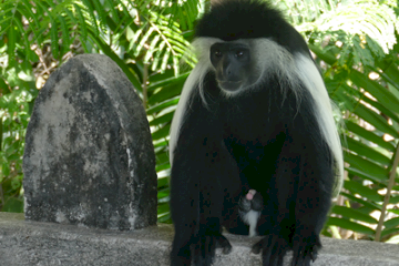Colobus Conservation Centre