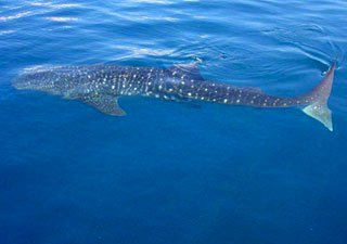 Whaleshark Adventures